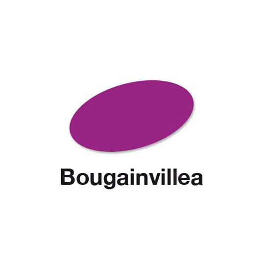 Bougainvillea