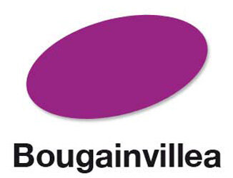 Bougainvillea