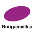 Bougainvillea