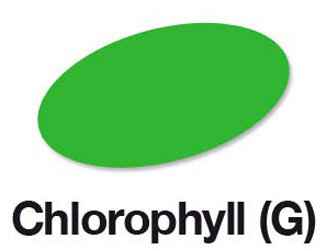 Chlorophyll
