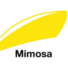 Mimosa