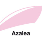 Azalea