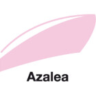 Azalea