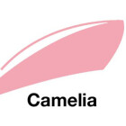 Camelia